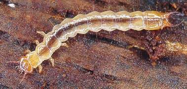 larve de coléoptère, phytophage.(8 à 12 mm)