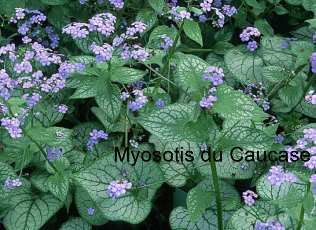 myosotis du causase