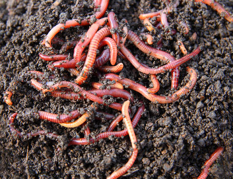 Eisenia foetida ou ver de compost