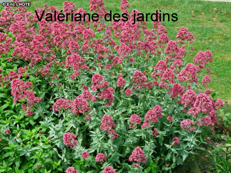 valériane des jardins